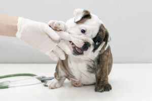 Floor coating in your veterinary office in Denver, Colorado