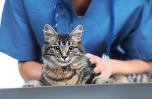 Floor coating in your veterinary office in Denver, Colorado