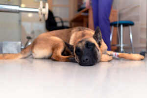 Floor coating in your veterinary office in Denver, Colorado